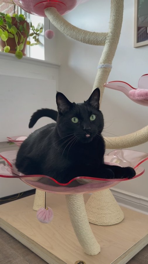 Instagram post by @charlieetheblackcat for KBSPETS. Caption reads: [...] is OBSESSED with his new cat tree from....