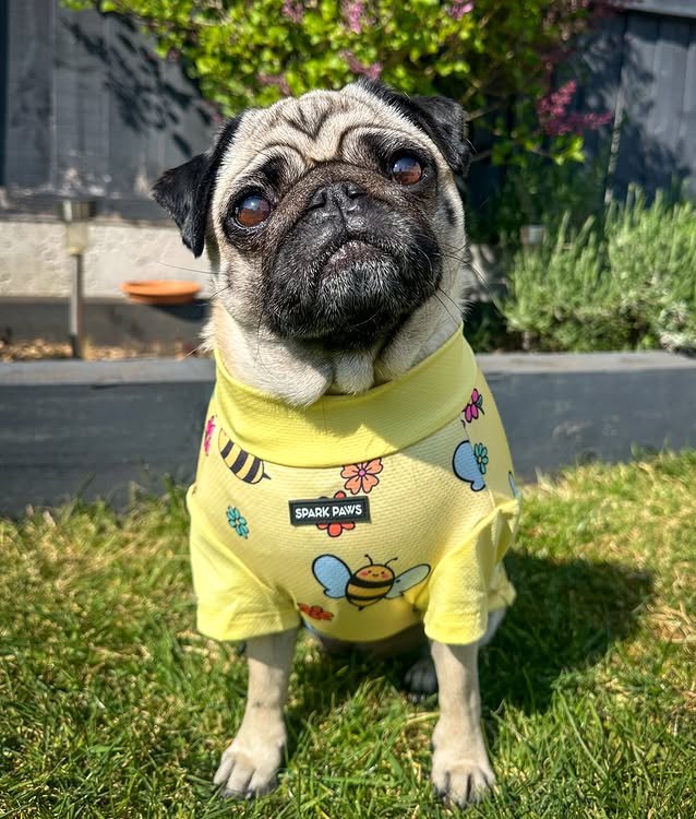 Instagram post by @cookiethepug.2021 for Spark Paws. Caption reads: [...] to be a hot one today ☀️ so I have my....