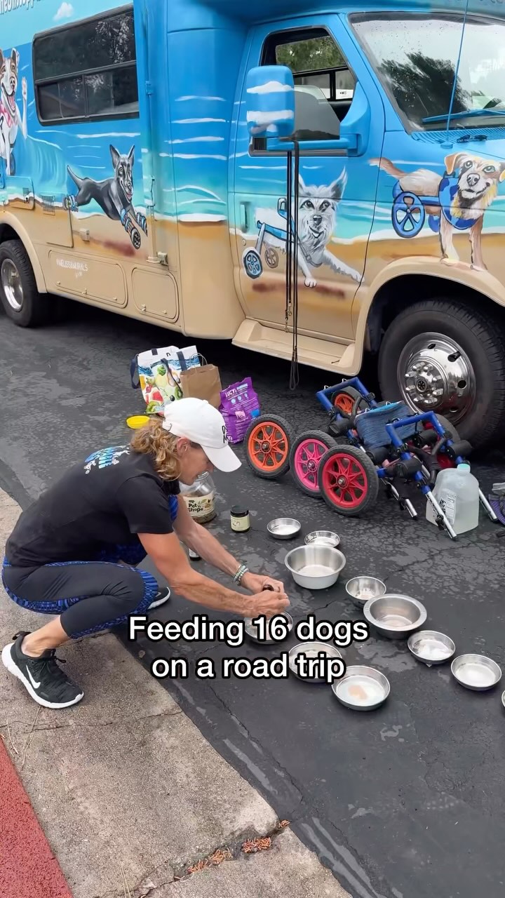 Instagram post by @theunstoppabledogs for Hyundai USA. Caption reads: Feeding 16 dogs in under 7 mins! Road trip edition....