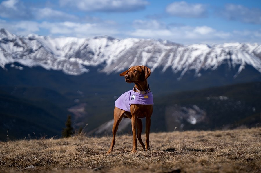 Instagram post by @milliethevizslacanada for Voyagers K9 Apparel. Caption reads: [...] ☀️ Vizsla Tummy Warmer *gifted* by....