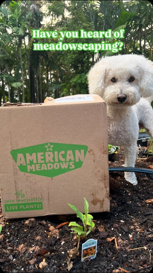 Instagram post by @adventuresofamadeus for American Meadows. Caption reads: [...] Native Pre-Planned Garden from....