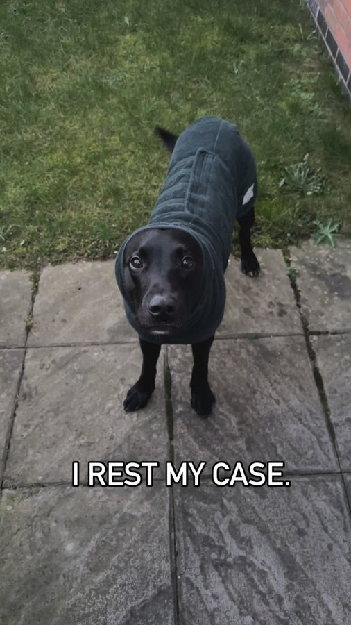 Instagram post by @shnootle.hound for Ruff and Tumble. Caption reads: [...] to cope without 😂 mine is 💯 our....