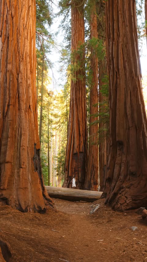 Instagram post by @lolahubner for Visit The USA. Caption reads: The other side of the USA 🥰🌳🦌 You’ll find some....