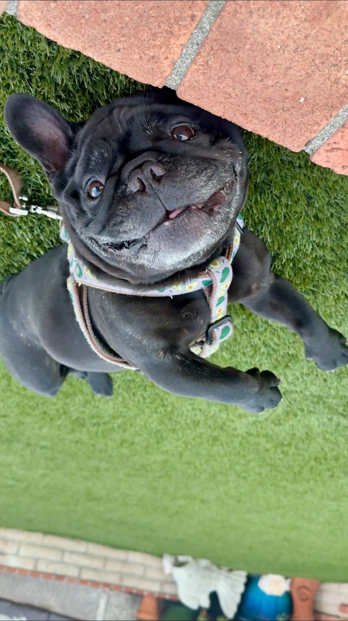 Instagram post by @oatiemeal for Vetnique. Caption reads: What would u do for more quality time with ur....