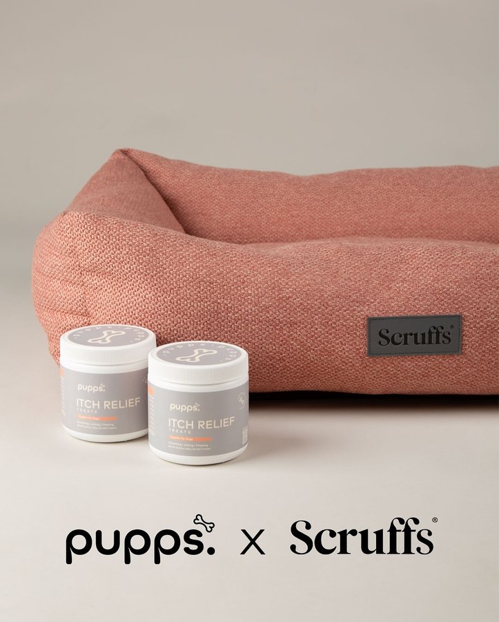 Instagram post by @puppsuk for Scruffs. Caption reads: [...] 🐶 WIN! 🎉 We’ve teamed up with Scruffs to....