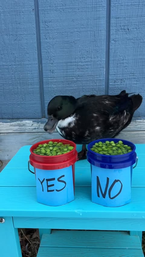 Instagram post by @dunkin.ducks for Tractor Supply. Caption reads: If you agree with Blackberry, please let....