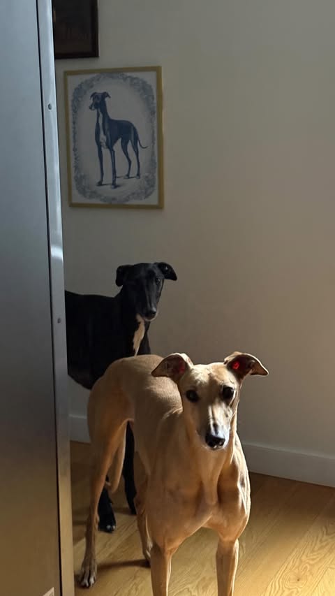 Instagram post by @milothepencildog for Open Farm Pet. Caption reads: [...] simplest ways I care for them 🐾💚....