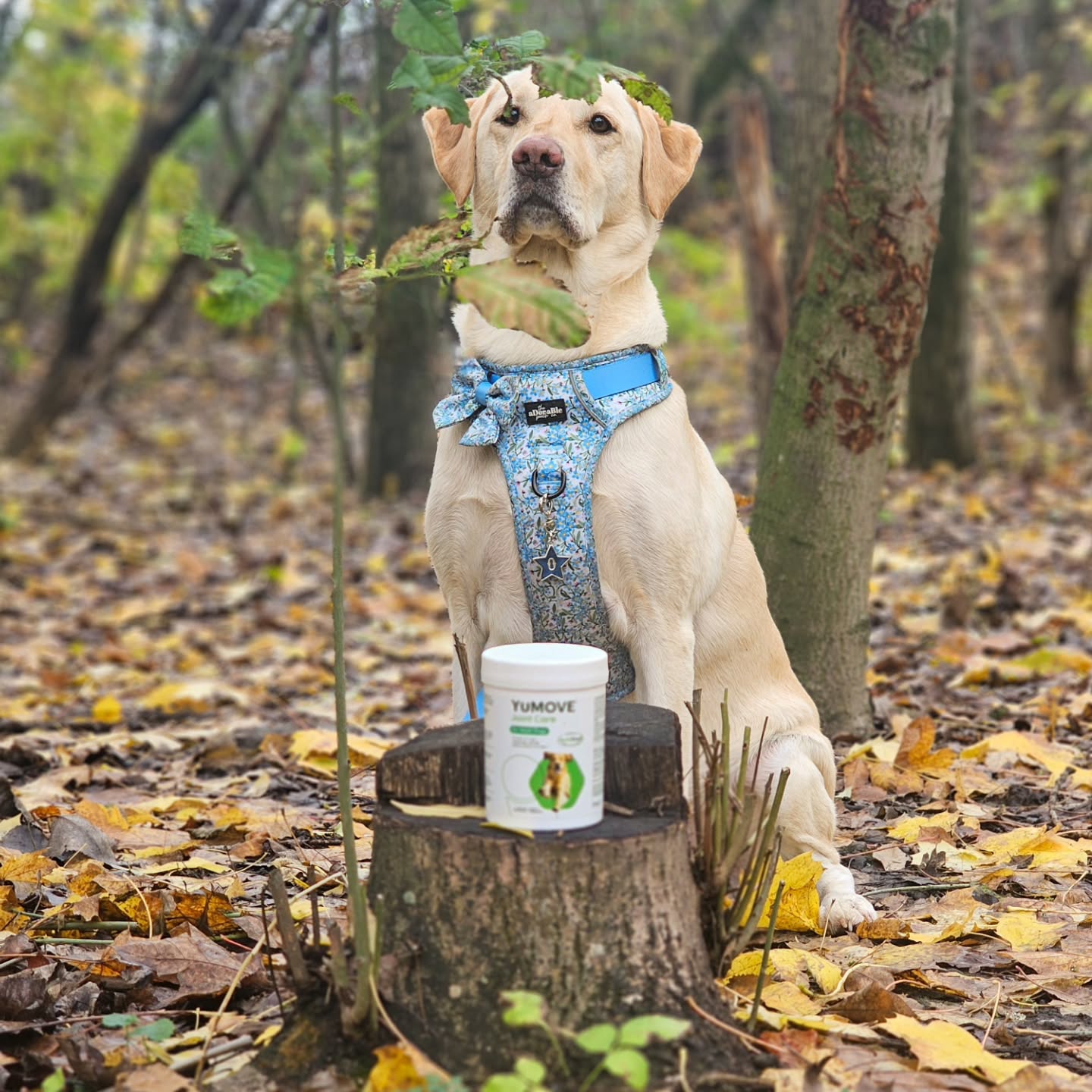 Instagram post by @odinandastrid_ for YuMOVE. Caption reads: [...] we are now brand reps for the wonderful....