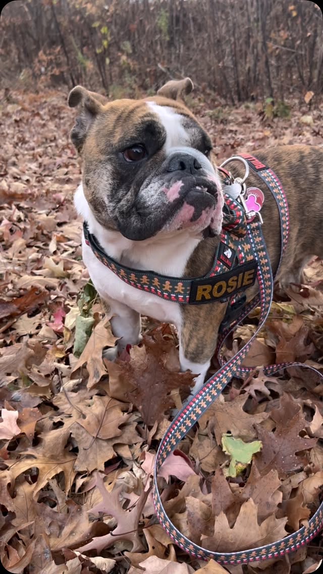 Instagram post by @happy_rosie_paws for Bullhug. Caption reads: [...] 🔶what am I wearing? Limited Edition ➡️....