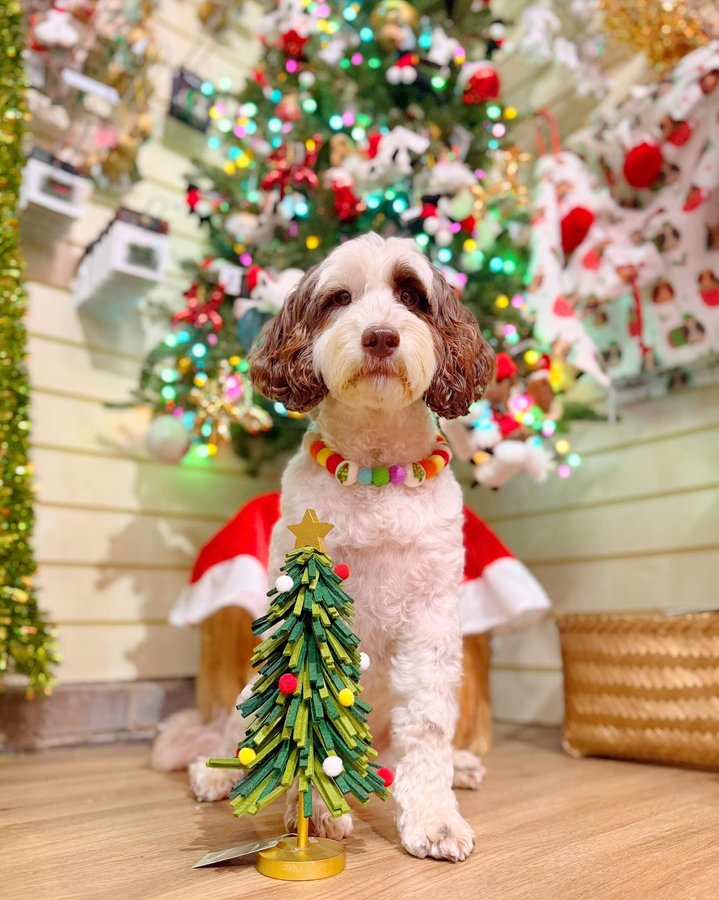 Instagram post by @poppy_n_basil for Poochie Pals. Caption reads: 𝕄𝕒𝕪 𝕪𝕠𝕦𝕣 𝕕𝕒𝕪𝕤 𝕓𝕖 𝕞𝕖𝕣𝕣𝕪 𝕒𝕟𝕕....