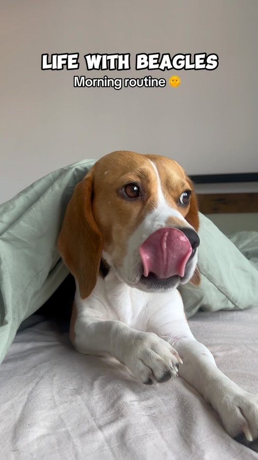 Instagram post by @beagleskiko for Burns Pet Food. Caption reads: Morning routine with the beagles 🐶 

I always see....