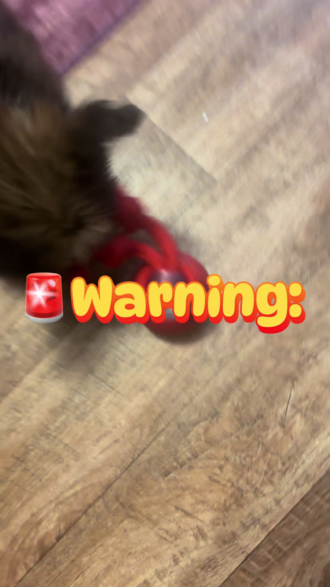TikTok post by @iamkathrinepierce for Potaroma. Caption reads: [...] activated rechargeable dog ball from....