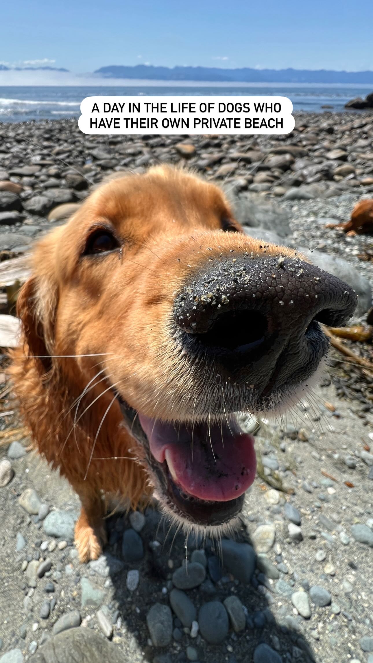 Instagram post by @goldengirlpacha for Tractive. Caption reads: Honestly, if I could only recommend one pet....