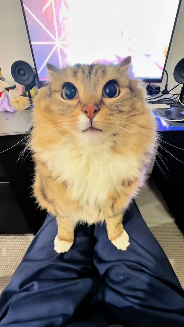 Instagram post by @lunaistabby for Cheerble. Caption reads: Luna and Mickey are very happy today
Because they....