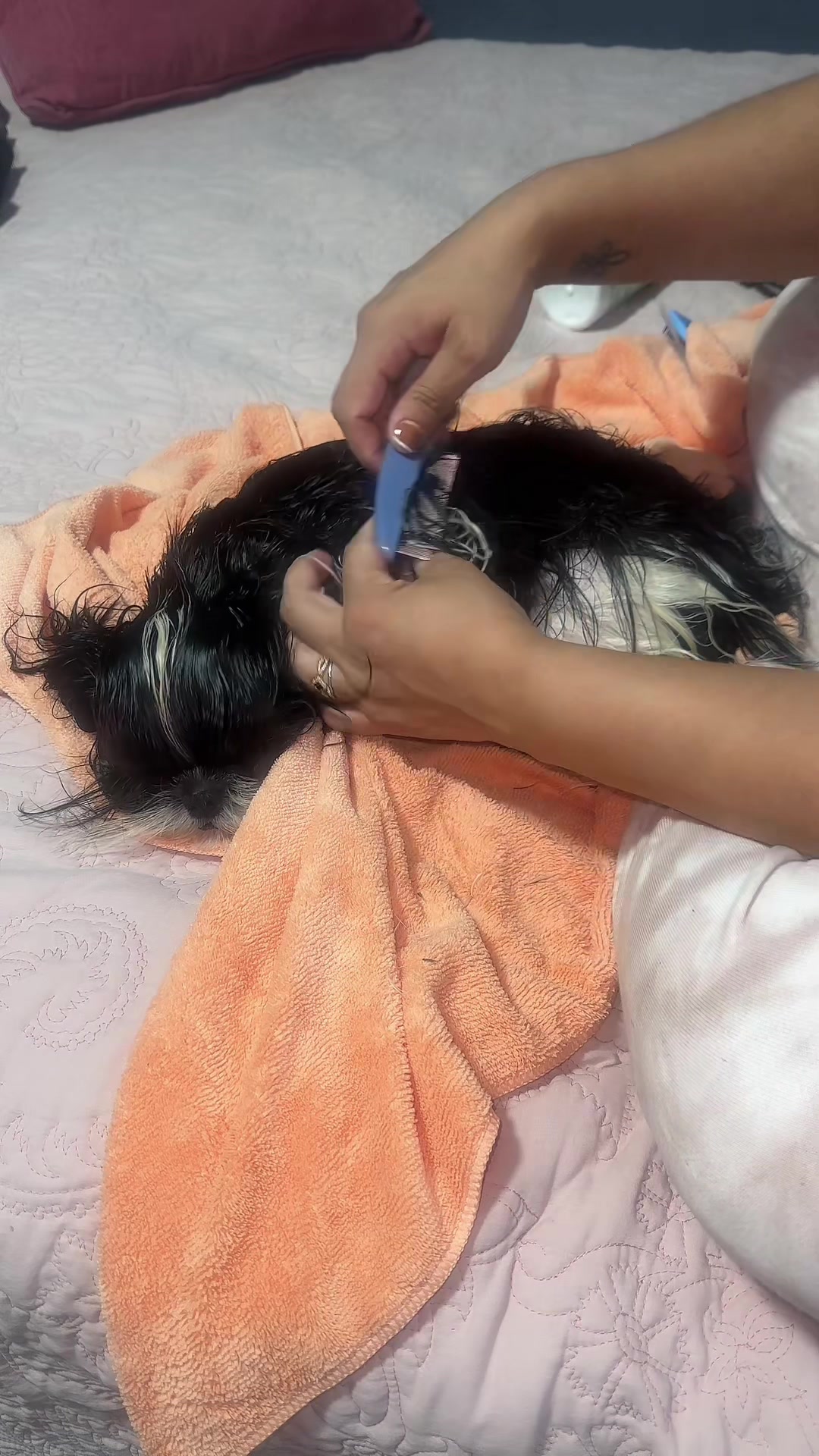 TikTok post by @diazv78 for We Love Doodles. Caption reads: [...] for Dogs - Dog Detangling....