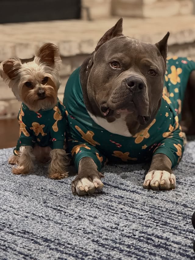 Instagram post by @i_am_gotti_ for Spark Paws. Caption reads: Just showing off the boys in their Spark Paws....