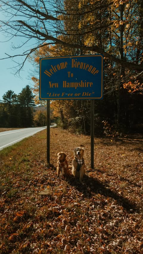 Instagram post by @foxtoller for Best Western. Caption reads: [...] Resort BW Signature Collection by....