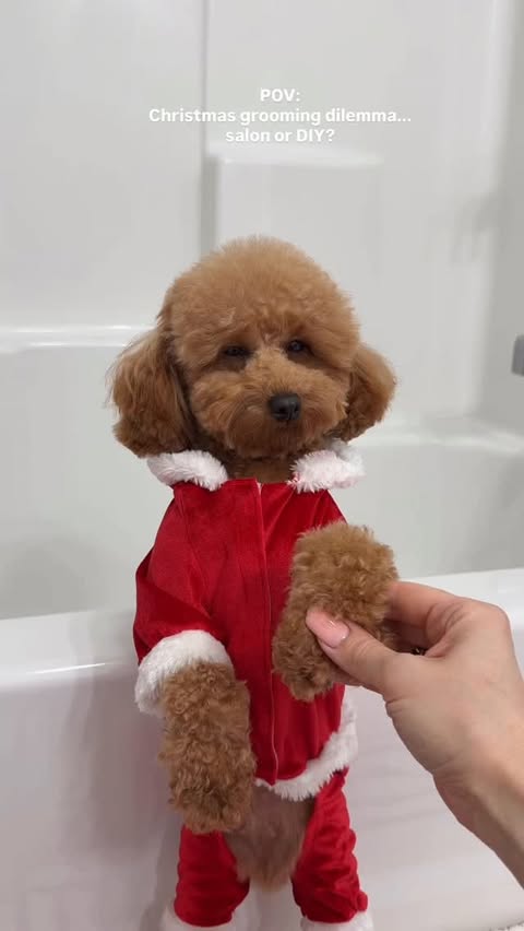 Instagram post by @the_hayeks for Oneisall. Caption reads: Groom my pup with me and @oneisall_official....