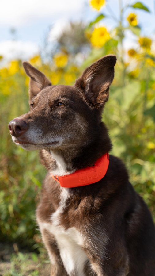 Instagram post by @withmyelements for Halo Collar. Caption reads: As an active (and anxious!) dog mom of five, peace....