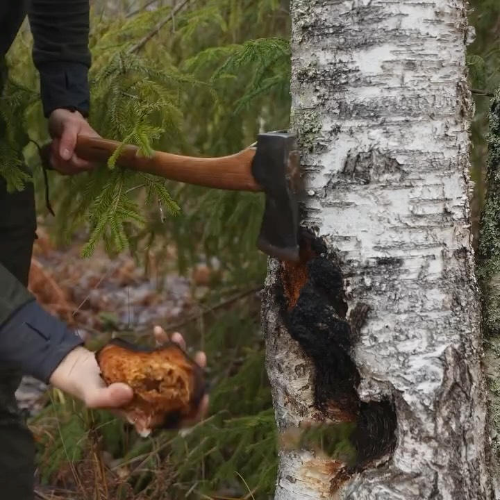 Instagram post by @erikgrankvist_ for RevolutionRace. Caption reads: Ever tried Chaga tea? 🍵
It grows wild on birch....
