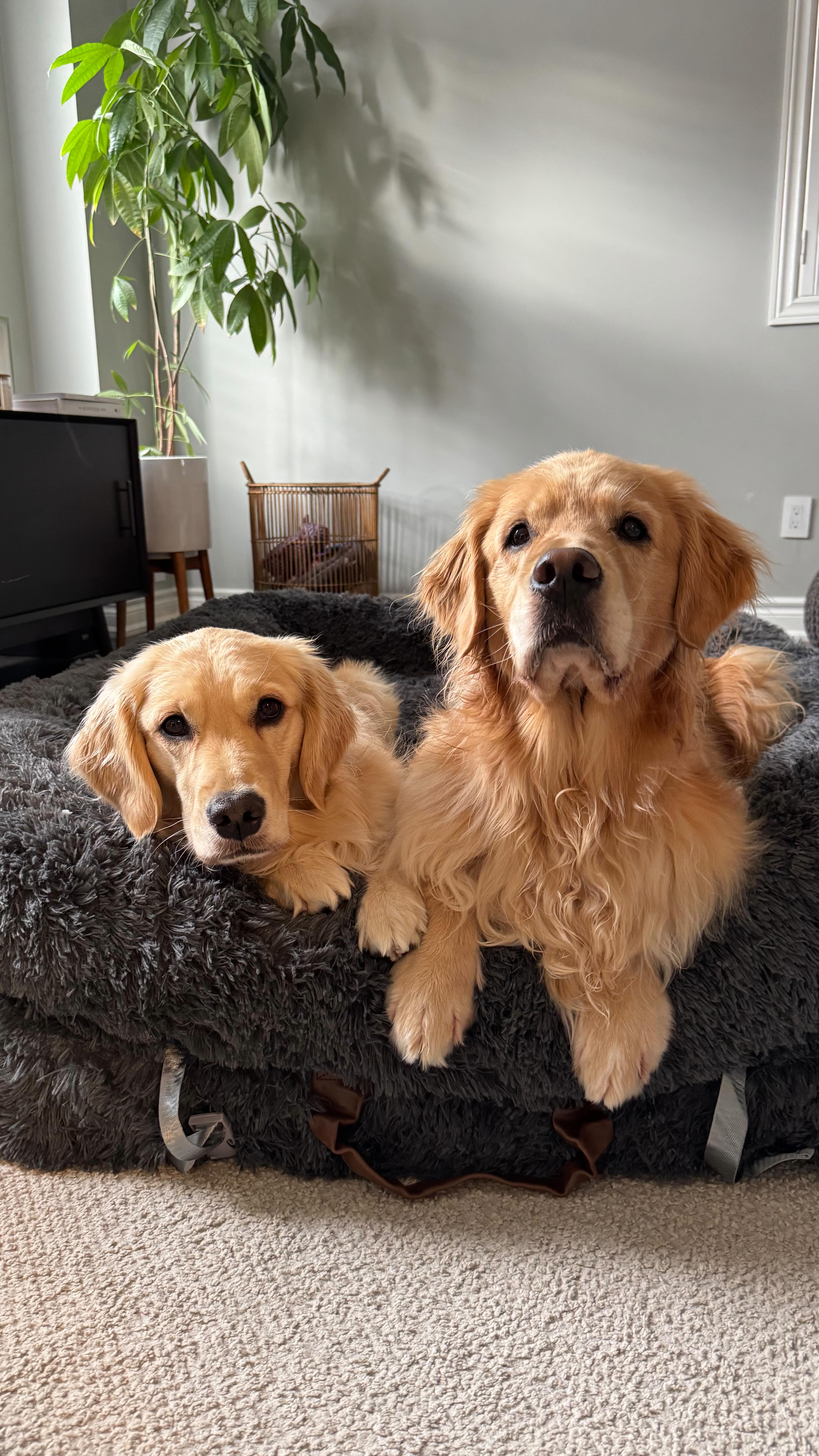 Instagram post by @daisythegoldiee for Lesure Pet. Caption reads: Clocked out, curled up, and enjoying my 5-9 after....