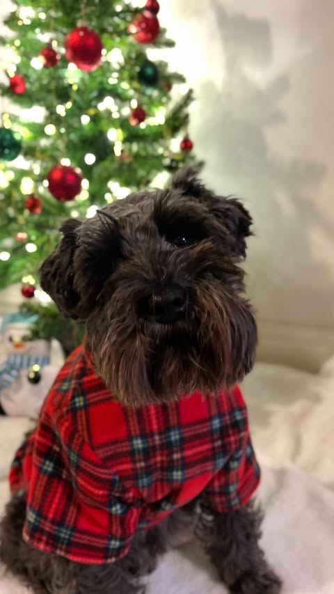 Instagram post by @its_little_eddy for Scrumbles. Caption reads: It really is the most wonderful time of the year....