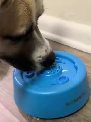 TikTok post by @emilyrweed for Brutus Broth. Caption reads: [...] #dogmom #lickmat #slowfeeder @Brutus Broth.