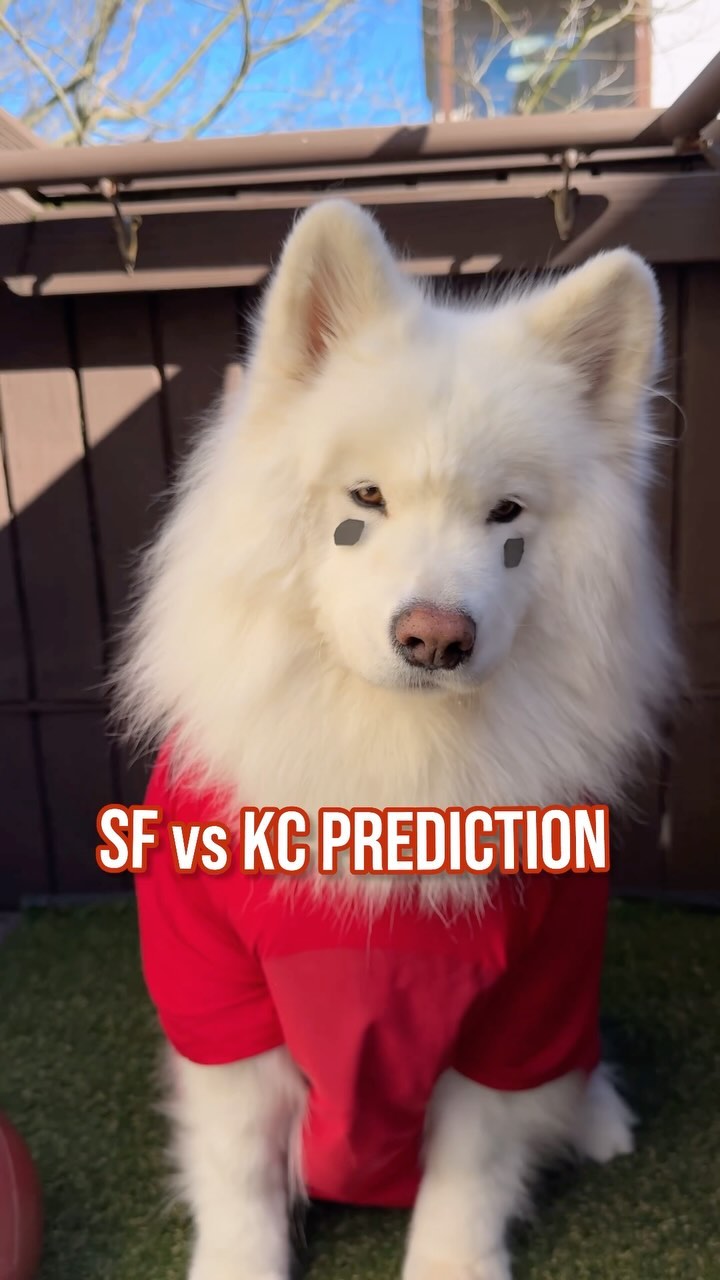 Instagram post by @coconutricebear for Petsafe. Caption reads: Sorry Team Swift, but I’m predicting a SF victory....