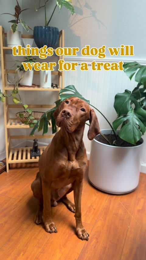 Instagram post by @lifewith.remy for Open Farm Pet. Caption reads: always down for anything as long as @openfarmpet....