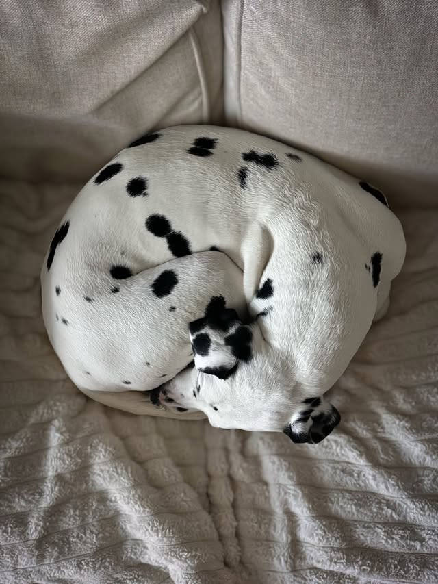 Instagram post by @smudgeandpeanut for Scrumbles. Caption reads: [...] 12. More pancakes 13. Anything for a....