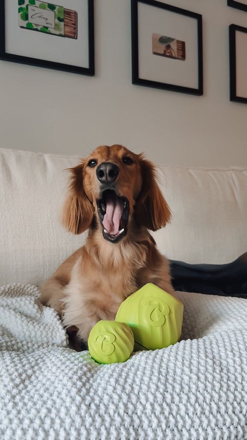 Instagram post by @roostertheweenie for Benebone. Caption reads: [...] knows something you don’t… yet. 👀 #benebone....