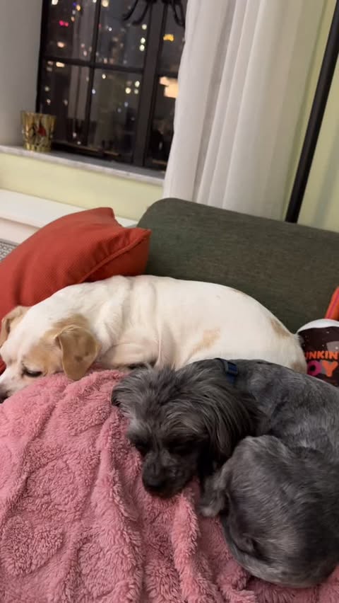 Instagram post by @cat.m.healy for BarkBox. Caption reads: Sweet sisters — Sophie Rose & Elphie napping....