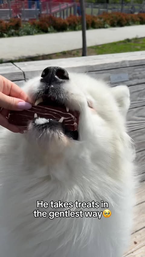 Instagram post by @biffthesamoyed for Good 'n' Fun. Caption reads: [...] your dog on their best behavior 😇🐶....