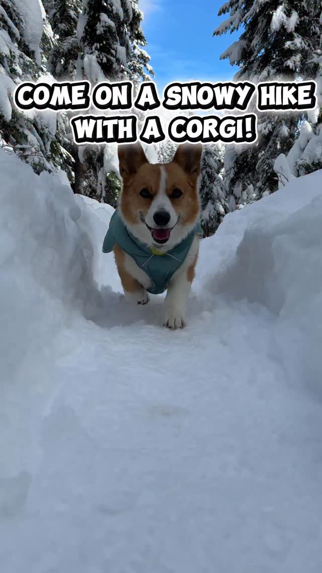 Instagram post by @whereskaia for Ruffwear. Caption reads: pov: the snow is as tall as you 🥹

We were....