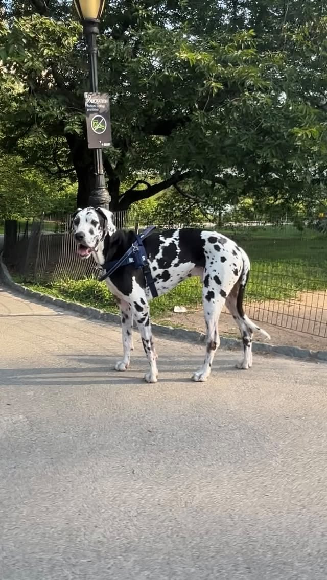 Instagram post by @finnthebigman for Wuffes. Caption reads: [...] and we are able to manage it with @wuffes....