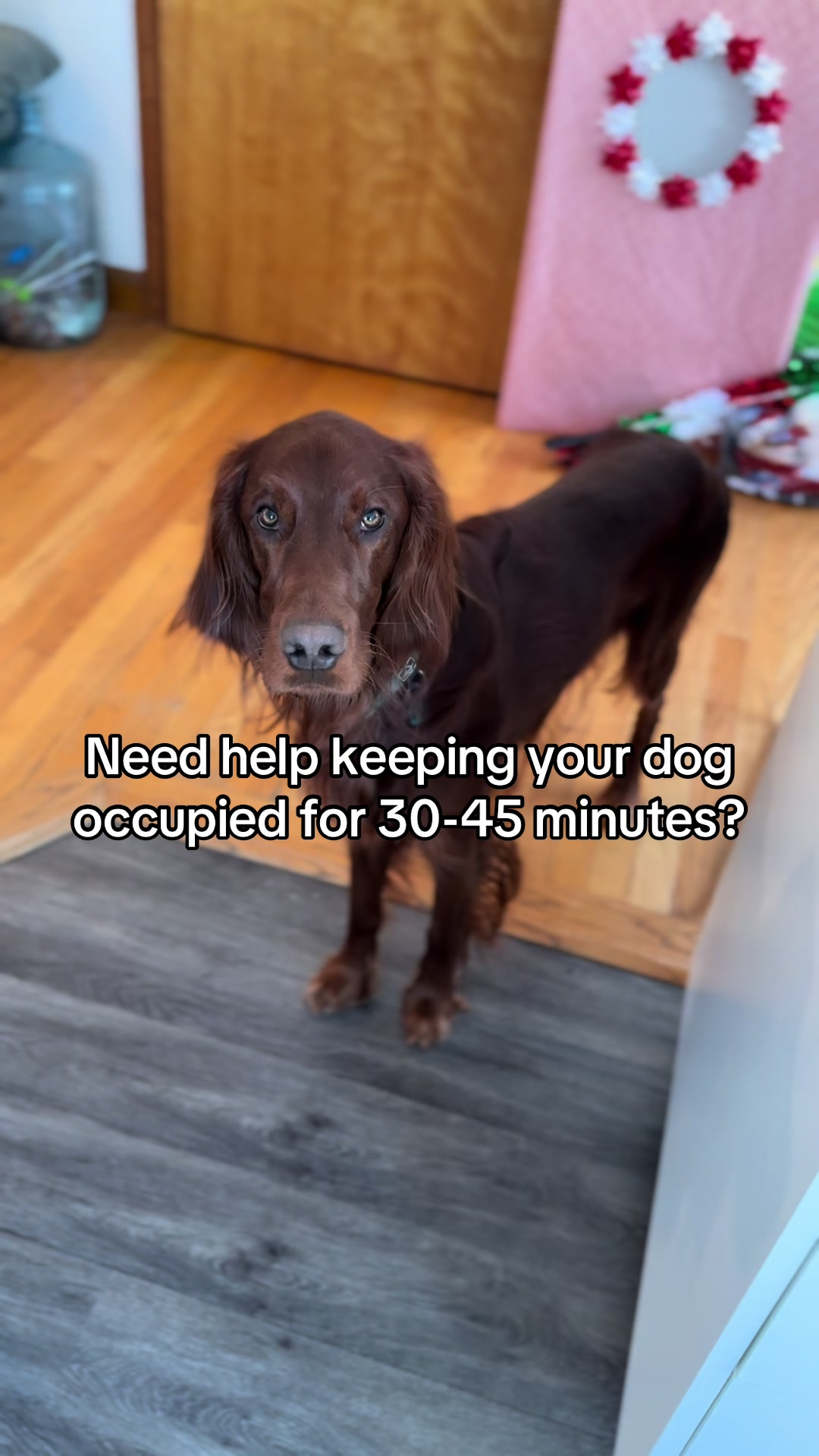 TikTok post by @ottotheirishsetter for Freezbone. Caption reads: This Freezbone from @Freezbone is wonderful for....