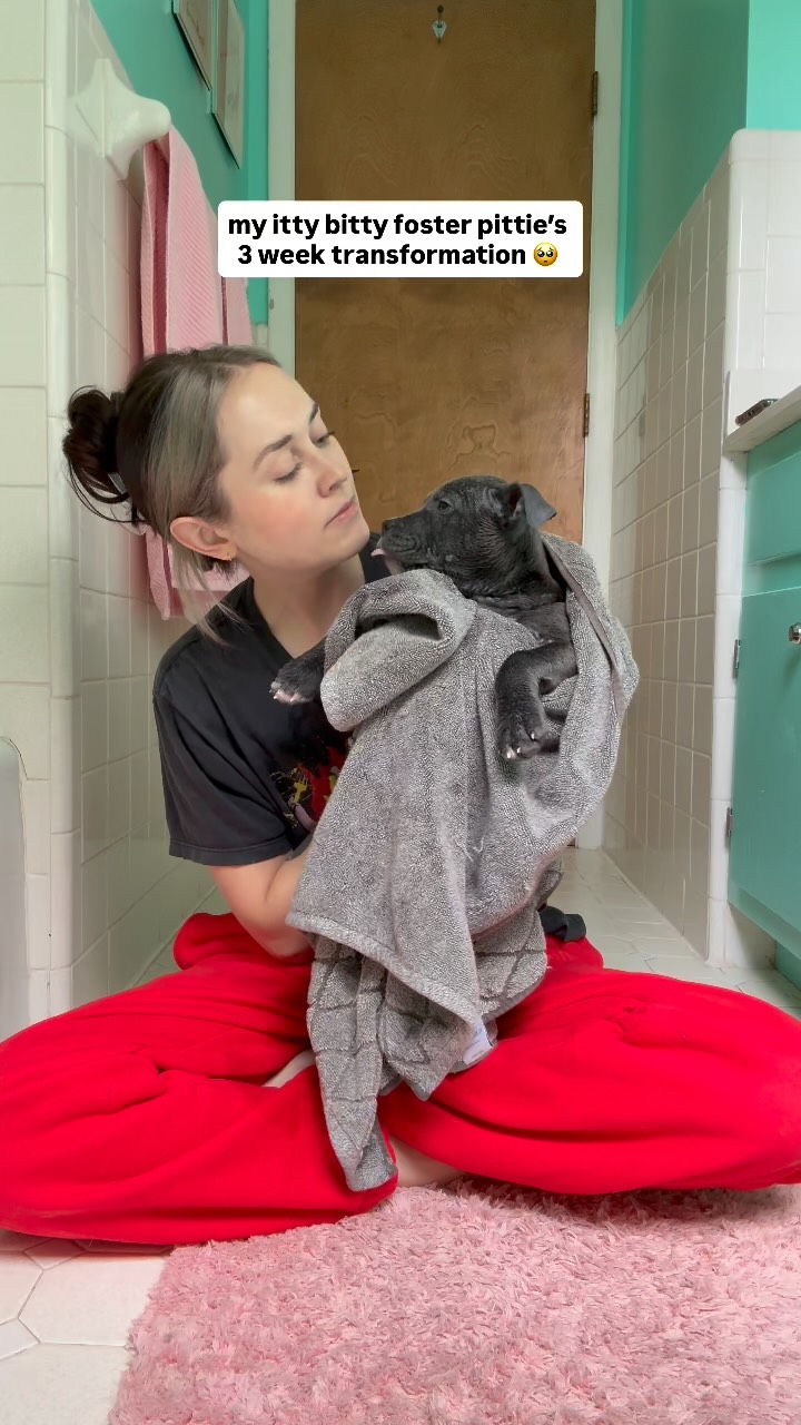 Instagram post by @wethreepitties for Fera Pets. Caption reads: Pea’s 🫛 3 week glow-up has me 😭

#ferapartner |....