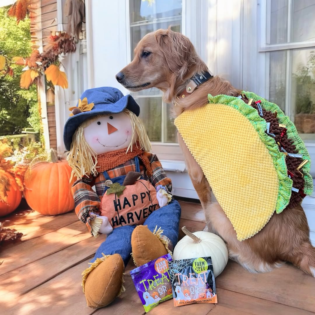 Instagram post by @butter_thegoldenbaby for Farm to Pet. Caption reads: [...] treat your bestie to the good stuff—....