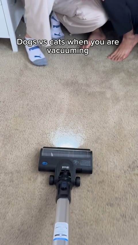 Instagram post by @ariaisdelux for Levoit. Caption reads: Dogs vs cats when you are vacuuming. #reels #skit....