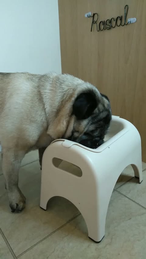 Instagram post by @lilrascalpug for Different Dog. Caption reads: [...] 🤎 Turkey Fricasse Cooked Dog Food....