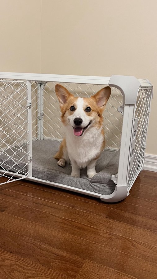 Instagram post by @corgi.kobi for Diggs. Caption reads: [...] Z’s myself! 😴🐾💤

➼ Evolv Dog Crate....