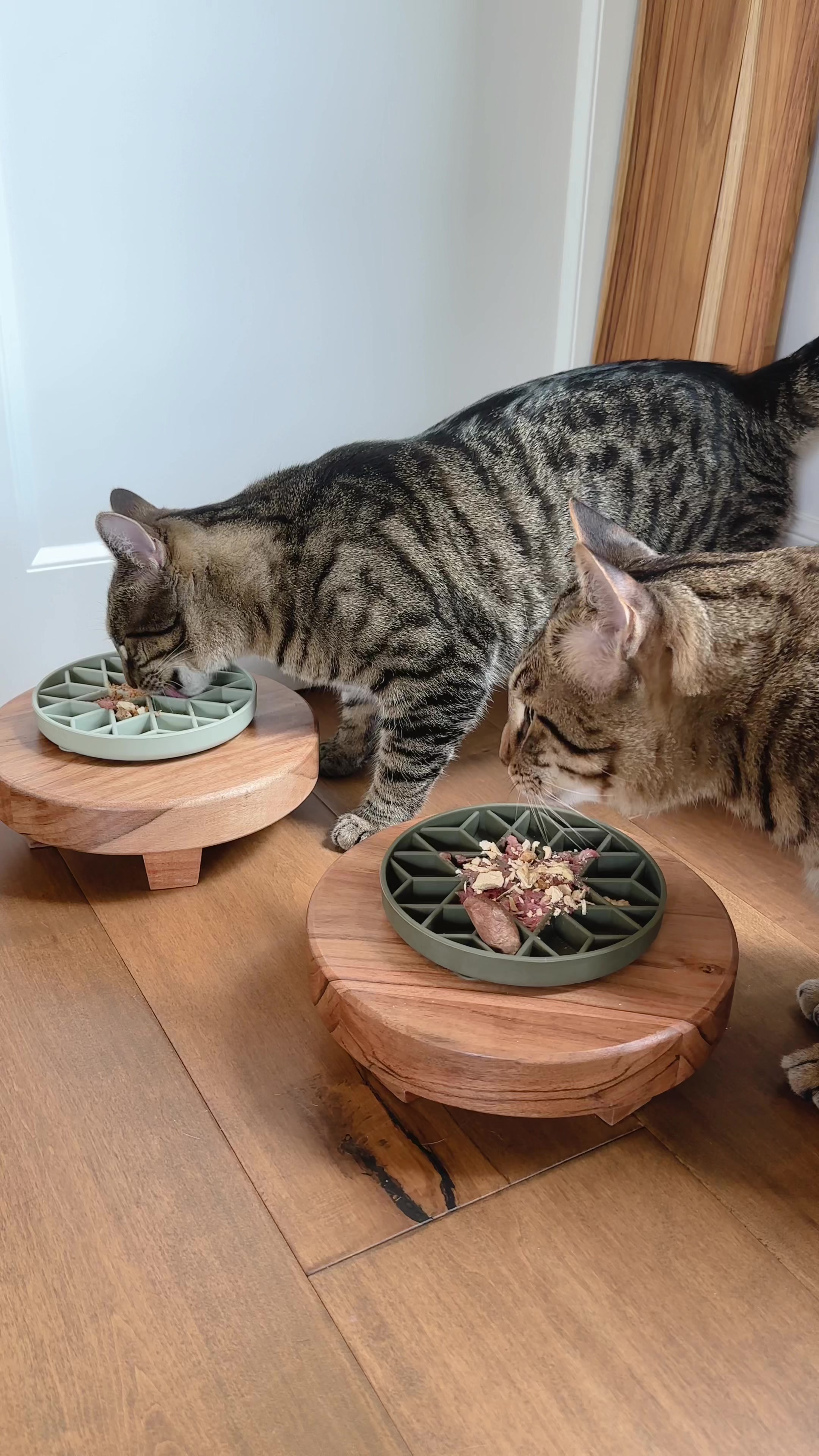 TikTok post by @dexterboycat for BIG COUNTRY RAW. Caption reads: Let’s feed my cats while I talk about how I....