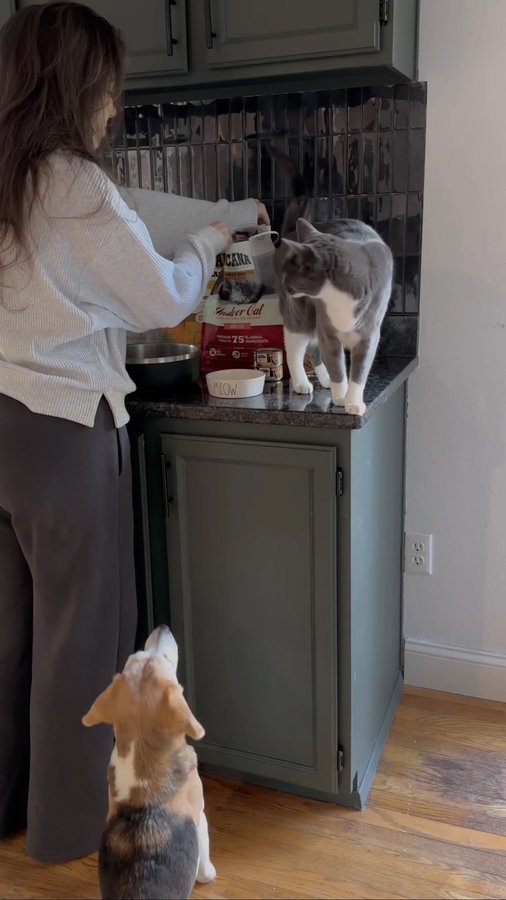 Instagram post by @thebeagleandthebun for ACANA Petfoods. Caption reads: The secret fuel to all the adventures Chlea and....