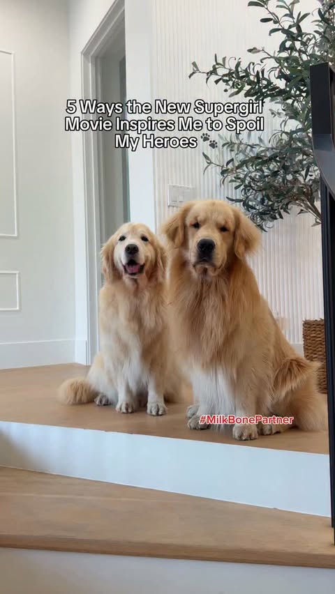 Instagram post by @maui_thegoldenpup for Milk-Bone. Caption reads: #MilkBone_Partner Supergirl has Krypto… [...].