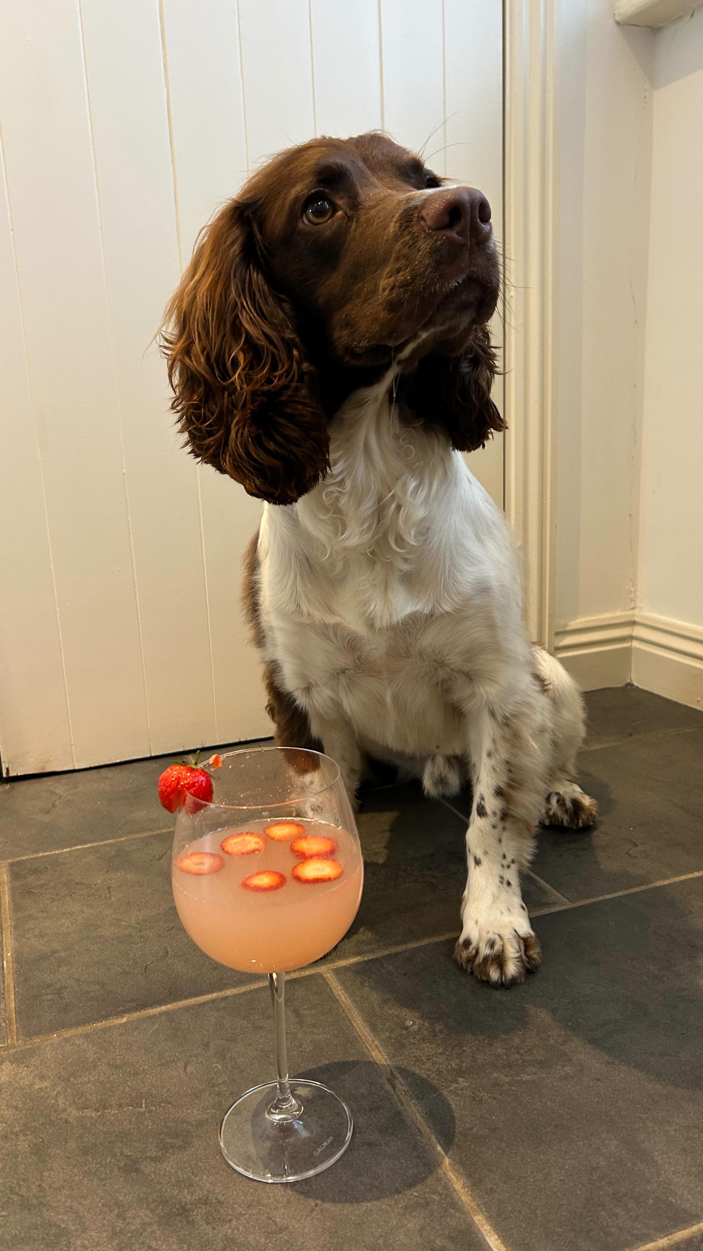 Instagram post by @milothespringerspaniel_ for Pawer Water. Caption reads: Pawer Water Calming Supplement✨

I’m sure you can....