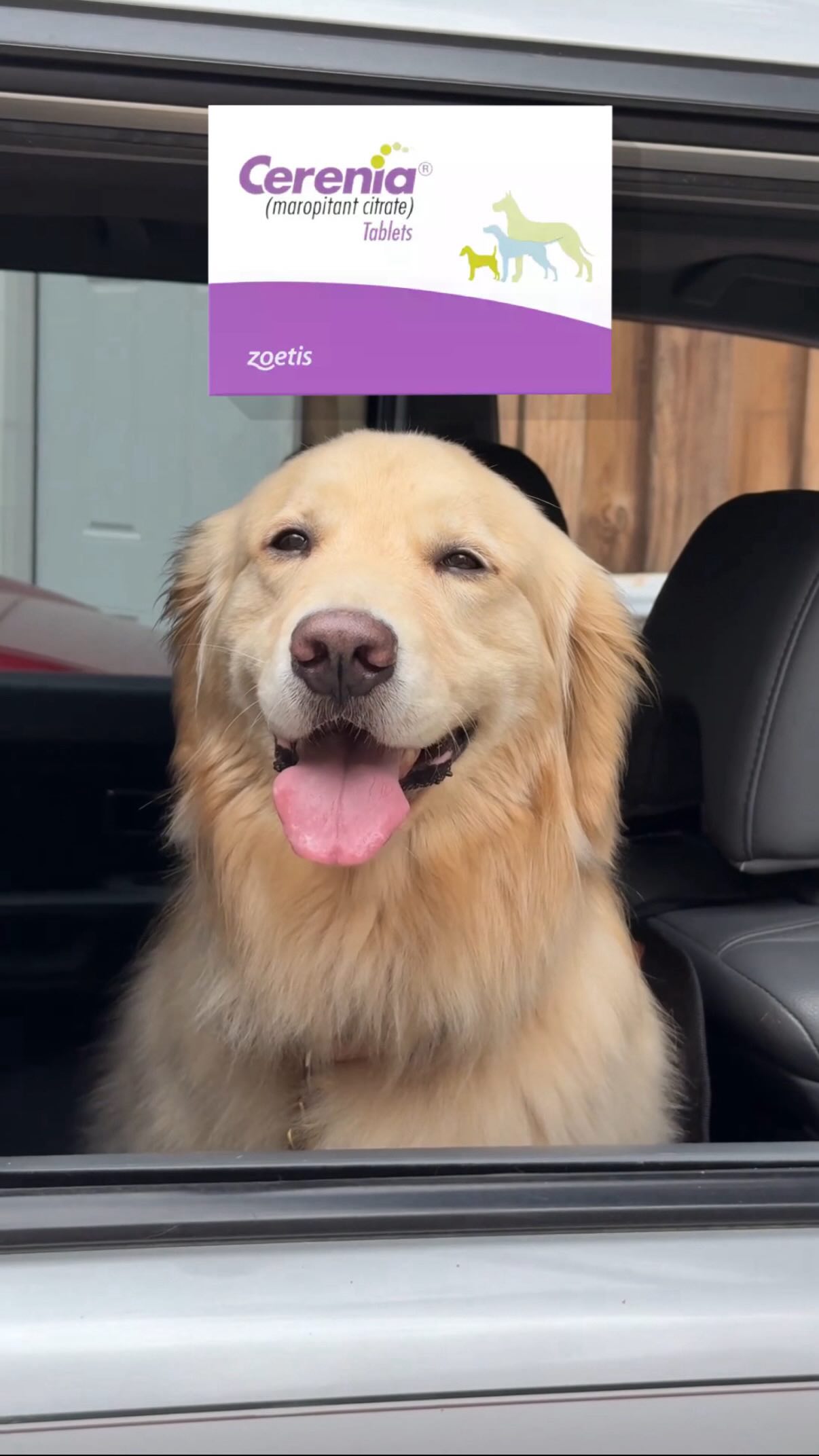 Instagram post by @maggieandherdads for Zoetis Petcare. Caption reads: #ad #ZoetisPartner 

Motion sickness in dogs is....