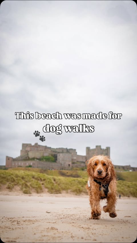 Instagram post by @petgevityuk for Dog Furiendly - Dog Friendly Places. Caption reads: Dog Owners, save this beach walk 📌 With Bamburgh....