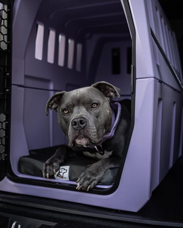 Instagram post by @will_and_mill for Gunner. Caption reads: [...] just a colour it’s a ✨lifestyle✨ When....