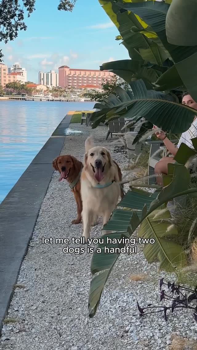 Instagram post by @londonchandler for Greenies. Caption reads: couldn’t think of a better start to the day 🐾🌊....