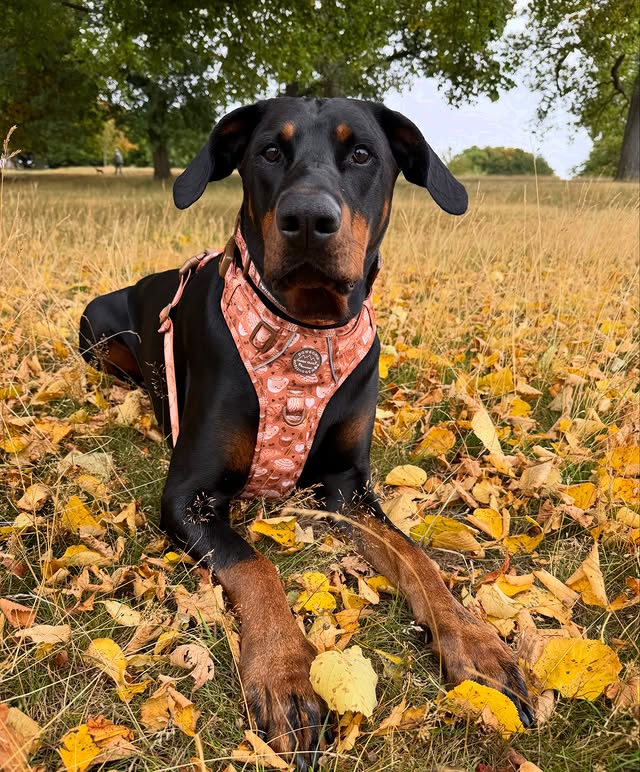 Instagram post by @roscoe_thedobermann for Pawsome Paws Boutique. Caption reads: Hello Walkies Ready Wednesday 🍂 Did you know on a....